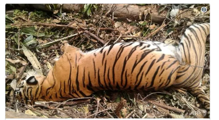 La manera brutal y absurda en que murió uno de los animales más raros del planeta 