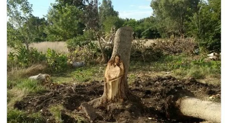 La foto en un árbol que ha dejado a todos boquiabiertos, por una razón poderosa 