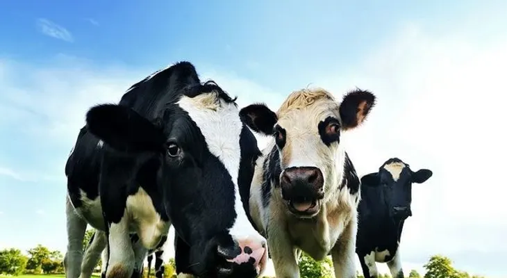 Pedos de vacas provocan explosión en Alemania