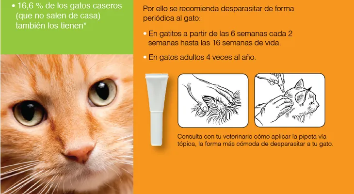 Tratamiento para desparasitar a un gato