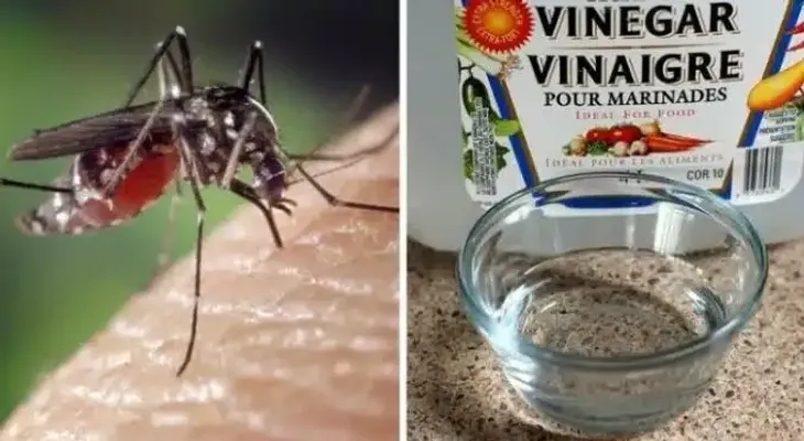 Por eso debes rociar vinagre alrededor de tus ventanas