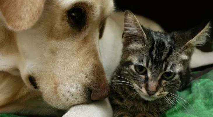 Estudio revela por qué los perros son más inteligentes que los gatos 