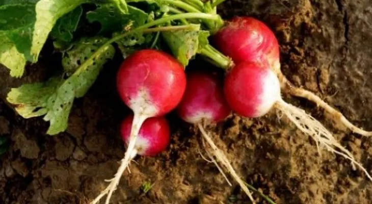 5 vegetales rojos que son ideales en tu salud