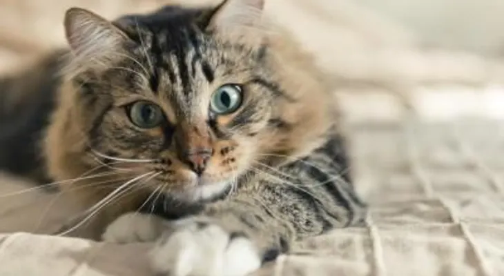 Descrubre por qué los gatos son más independientes que los perros