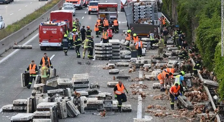 Miles de gallinas causan un caos vial en Austria