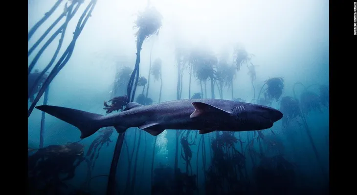 ¿De Hollywood al océano? Cómo un fotógrafo de celebridades se adentra en el mundo de los tiburones