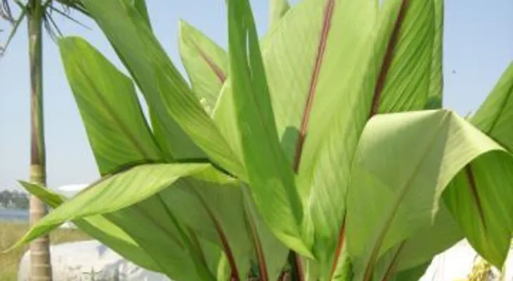 Cúrcuma, la poderosa especia que descalcifica la glándula pineal y sirve como antidepresivo natural