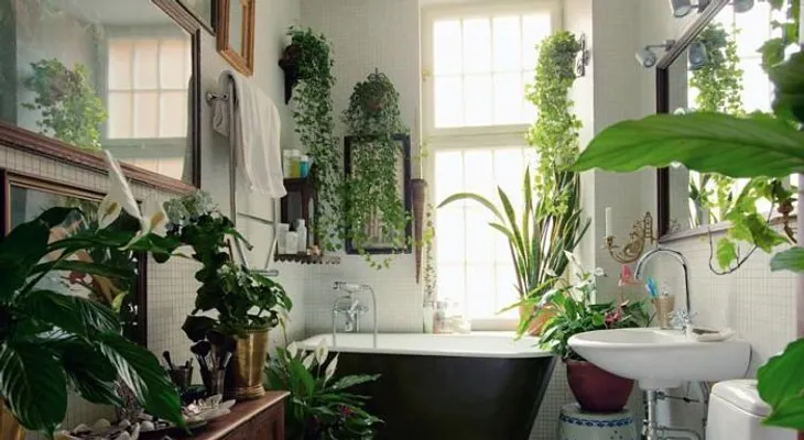 5 mejores plantas para el baño y por qué deberías tenerlas