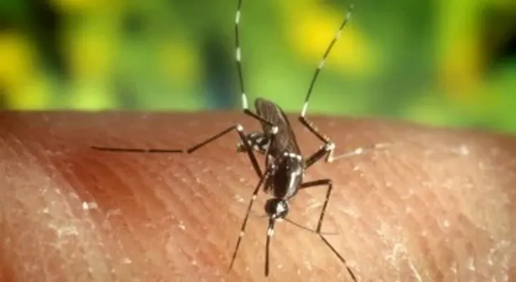 Grecia eleva a 24 las muertes por virus del Nilo Occidental en lo que va de año