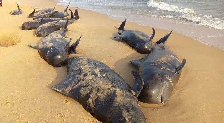 ¿Qué causó la extraña muerte de 100 ballenas en la costa de India?