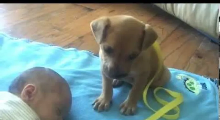 El bebé se quedó dormido. El cachorro hace algo que te derretirá el corazón? (VIDEO)