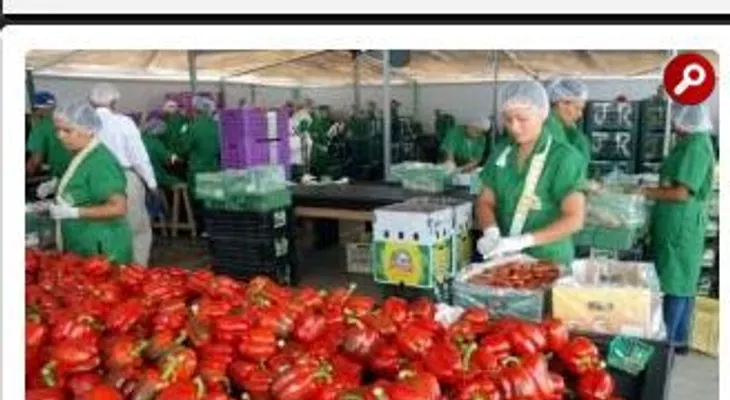 República Dominicana comezará este jueves a exportar aguacates y ajíes hacia Canadá