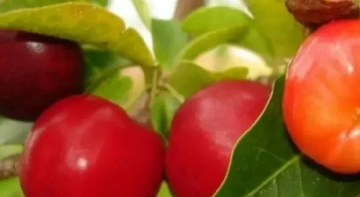 Fruta milagrosa que produce más colágeno y revoluciona la salud y belleza