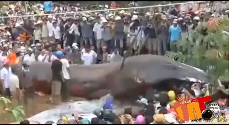 Video: Un enorme animal marino causa furor en Vietnam 