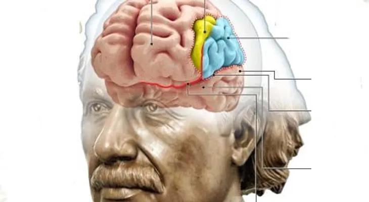 El cerebro de Einstein no tenia nada de especial