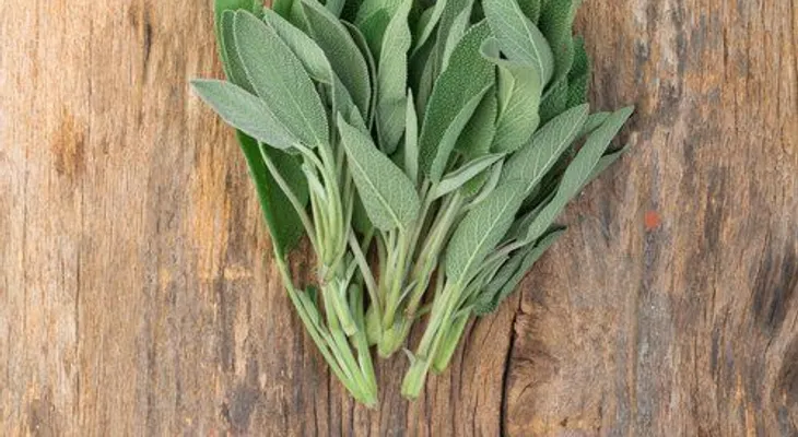 Plantas medicinales para regular la menstruación