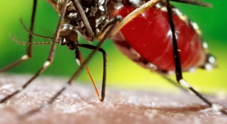 26 de agosto: Día Internacional contra el dengue (Recomendaciones)