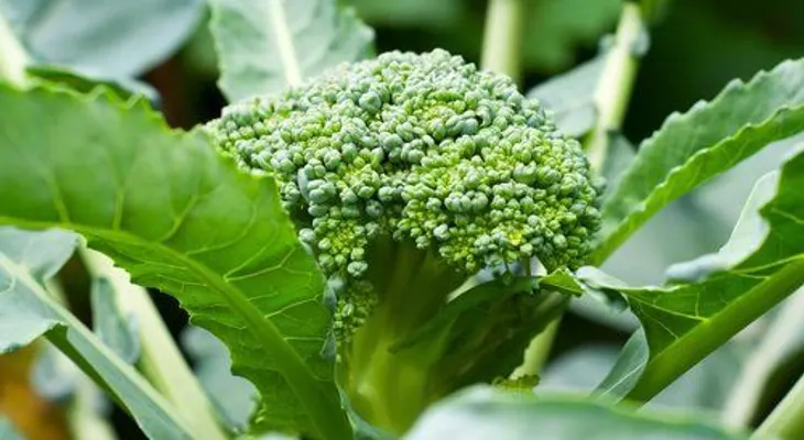 Los tallos y hojas del brócolis son más sanos que la flor: pruébalo...