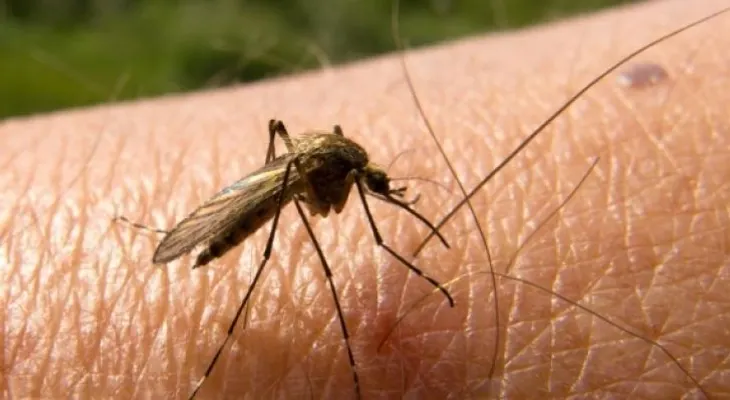 Advierten a entes internacionales sobre crisis de malaria en Venezuela