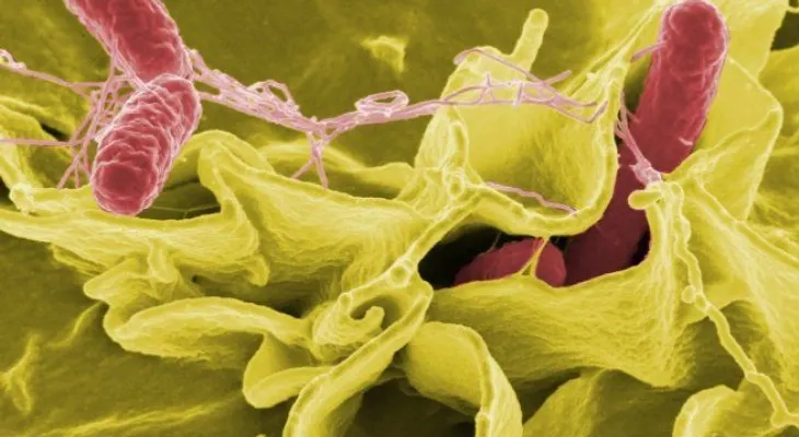 Brote de salmonella: lo que usted necesita saber
