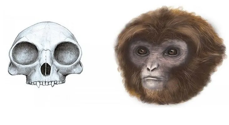 Se completa la cadena evolutiva: científicos descubren un nuevo ancestro humano 