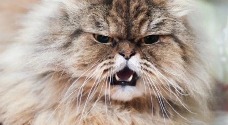 Tu gato puede ser el responsable de tus problemas de ira