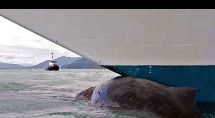 Un marinero salta de la cubierta de un petrolero para salvar a una ballena enredada