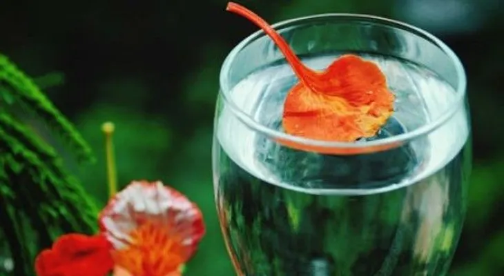 10 razones para beber clorofila