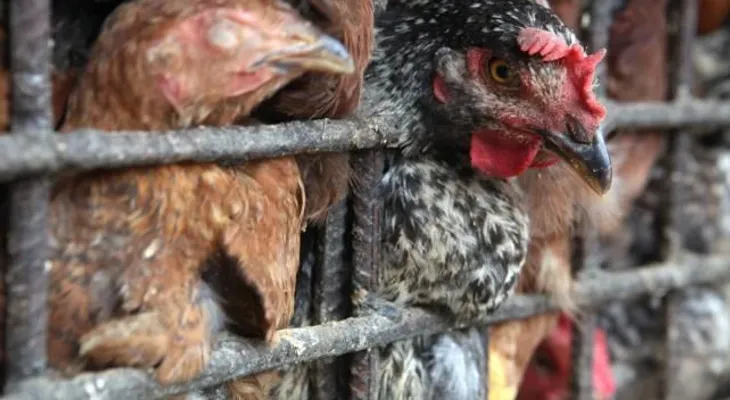 Un estudio afirma que la nueva cepa H7N9 puede transmitirse por vía fecal
