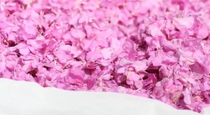 Comer ciertas flores te protege de enfermedades