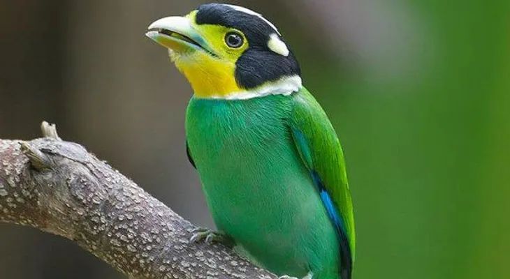 La maravillosa ave que canta con las alas. ¿Cómo así?