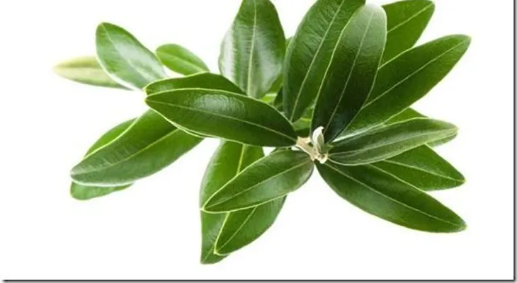 Combate los derrames cerebrales, la hipertensión y el alzhéimer gracias a esta hoja