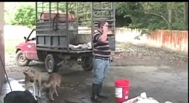 Clausuran matadero en La Vega donde perros comían carne de cerdo que luego sería vendida