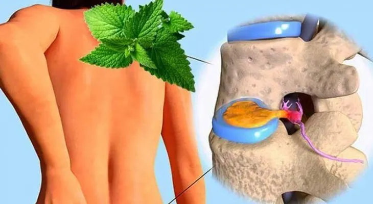 Hierbabuena con romero regenera cartílago dañado de cadera y rodilla y otros lugares del cuerpo