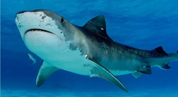 Medio Ambiente prohíbe la captura y venta de tiburones