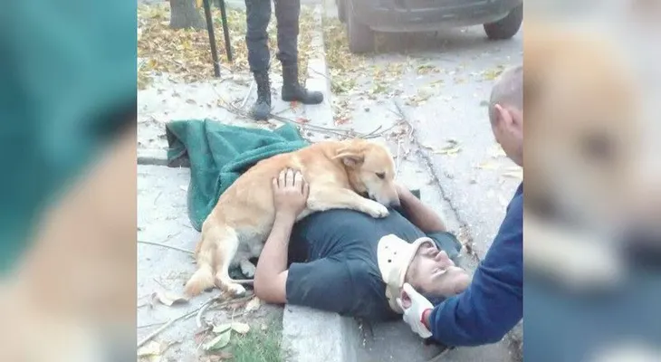 La imagen viral de Tony, el perro no abandonó a su dueño tras un accidente