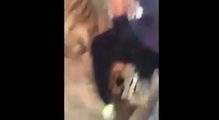 Un tigre ataca a un hombre que intenta jugar con él