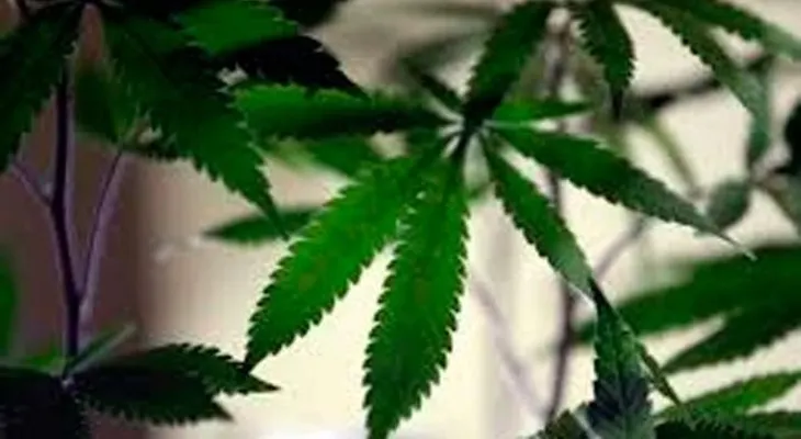Illinois legaliza el uso de marihuana con fines médicos