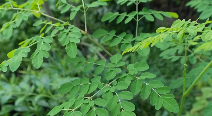 Moringa: El árbol poderoso que controla el peso, te da una piel sana, combate la fatiga y el colesterol 