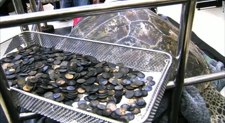 Tortuga se comió 915 monedas que los turistas le lanzaron en Tailandia