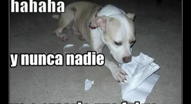 "Mi perro se comió mi tarea"