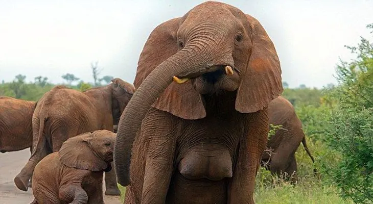 Elefanta sin brasier sorprende en Sudáfrica