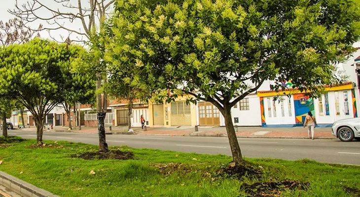 Alcaldía de Bogotá enfrenta escrutinio por tala de más de 3.000 árboles