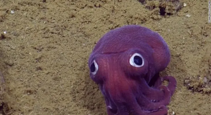 Este calamar de ojos saltones es el descubrimiento más tierno del océano