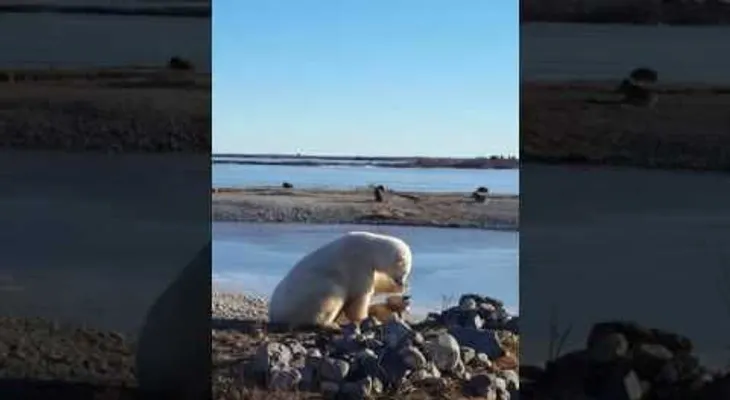 Un oso polar acaricia a un perro de trineo