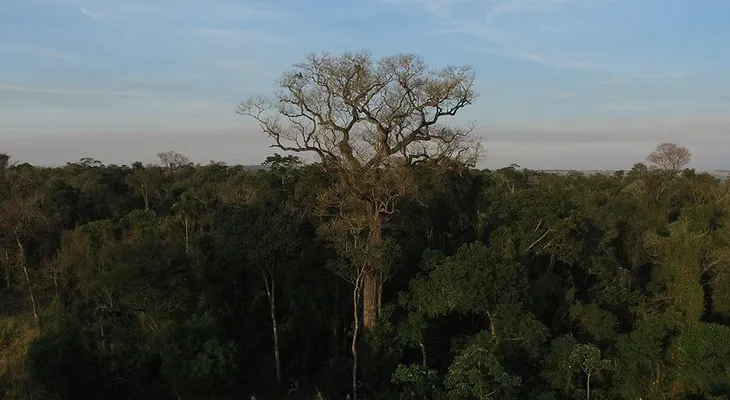 Se buscan colosos de la Tierra: el concurso paraguayo para encontrar árboles gigantes