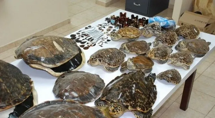 Medio Ambiente exhorta a comprar accesorios de concha de tortuga Carey
