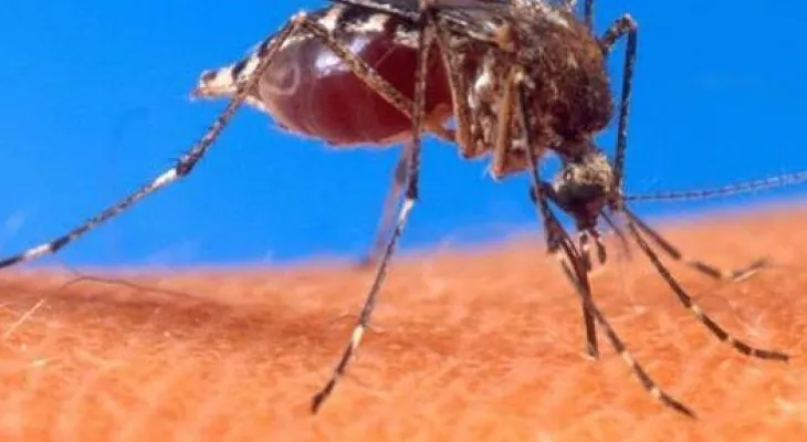 5 respuestas que debes saber del Zika, si buscas o esperas un bebé
