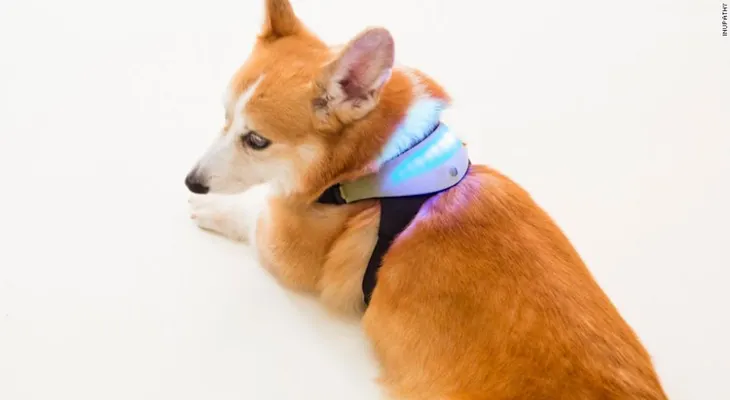 ¿Te gustaría saber lo que piensa tu perro? Este dispositivo podría descifrarlo