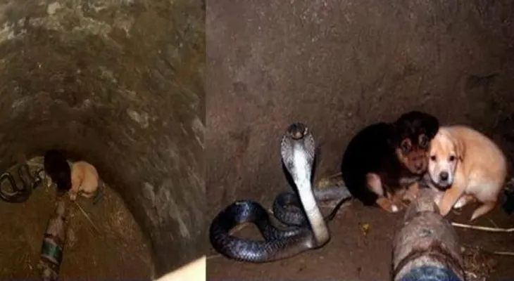 Dos cachorritos cayeron a un hoyo donde estaba una cobra, luego ocurrió algo increíble